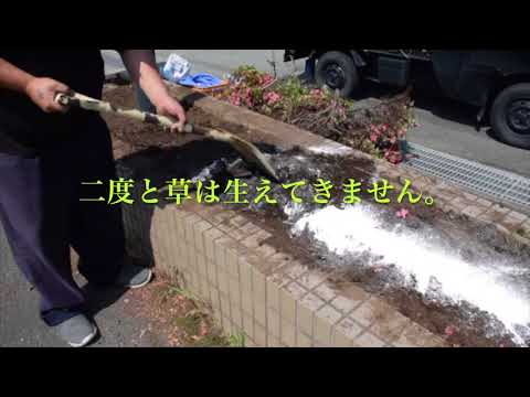 庭に塩をまく：植物にとって有益ですか？  庭園