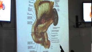 7) Dr.Hossam 1/3/2015 [ 4th part of the duodenum & Coeliac Trunk  ]