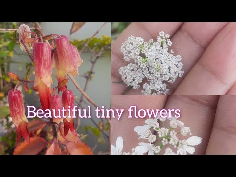 Beautiful tiny flowers