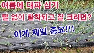 여름에 대파 심기. 탈 없이 활착되고 자라려면? 이거 한 가지 만이라도 고려하세요.(대파 재배, 대파 모종 …
