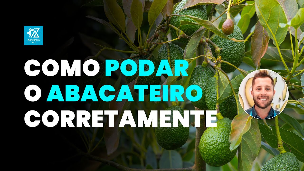 COMO REALIZAR AS PODAS NO PÉ DE ABACATE