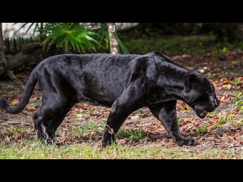 LA PANTERA NEGRA / DOCUMENTAL