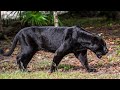 LA PANTERA NEGRA DOCUMENTAL