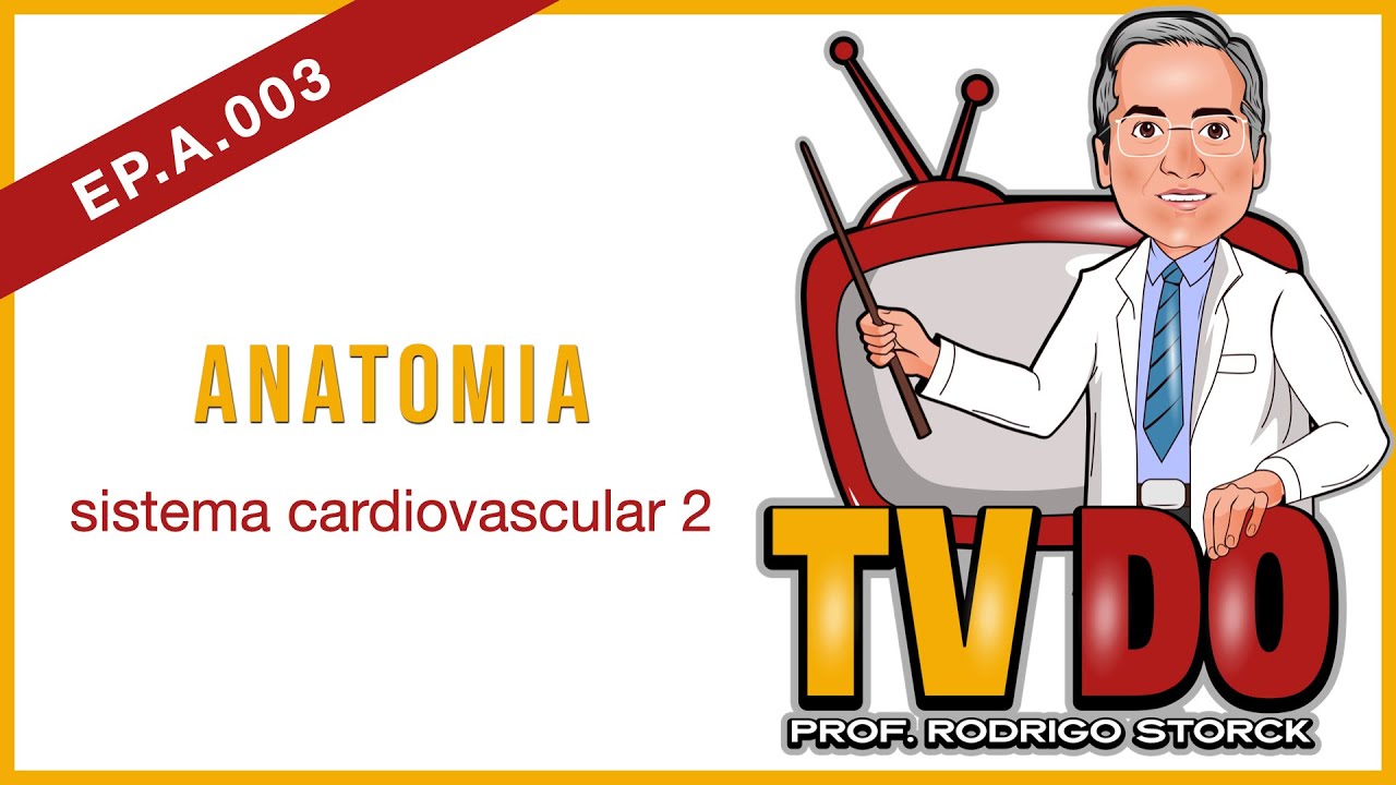 EP A 003 - Anatomia: sistema cardiovascular 2
