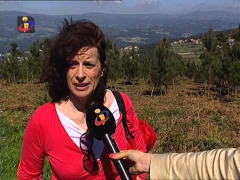 "A reflorestação do pinheiro bravo" Sofia Fernandes -TVI