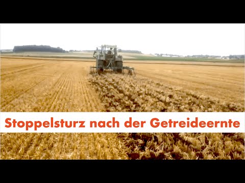 Stoppelsturz nach der Getreideernte, die erste Bodenbearbeitung auf Dammkultur