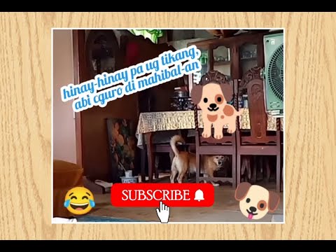 Watch! A Story of How This Dog Takes Every Step with Precision