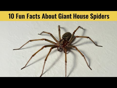 10 Fun Facts About the Biggest House Spiders🕷️
