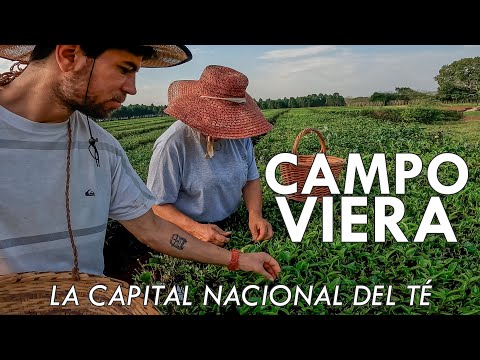 Llegué a la CAPITAL NACIONAL del TÉ | Campo Viera, Misiones