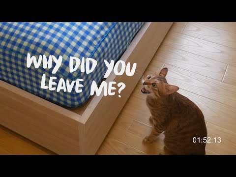What is my cat's attachment style? The strange situation test. she CRIES😭