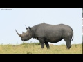 rhinoceros sounds