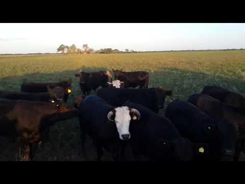 Novillos Hilton para faena