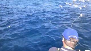preview picture of video 'Great White Shark Diving in Port Lincoln, feeding, shark attack, scary, hungry'