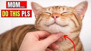 Do These 20 Things Daily — Your Cat Knows You Love Them Without Words