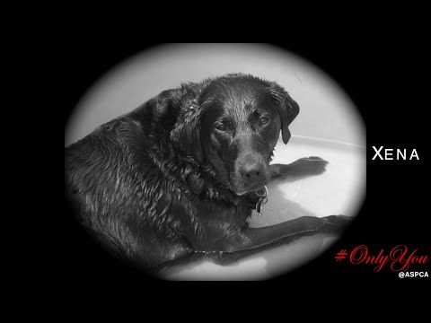 OnlyYou by The Platters for the ASPCA and Facebook friends. #1