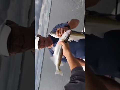 Pejerreyes en lago del Monte Guamini, guia @juanmanuel.bermejo tel +54 9 2923 57-1118.