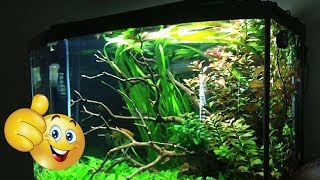 Inspirational Fish Tank Set Ups Episode 2