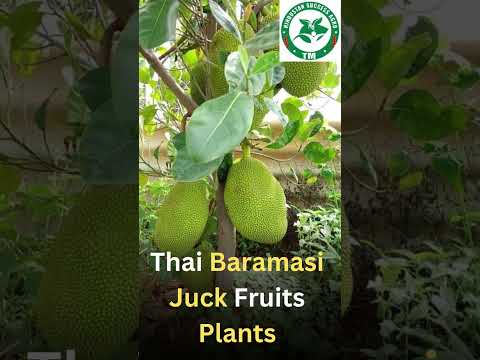 Thai Baramasi Jackfruit Plant