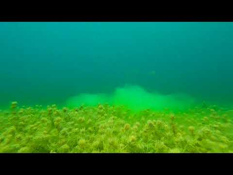 Jezioro Tarnobrzeskie – Bezdech słodkowodny – Gopro 9