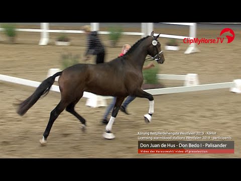 Hengst v. Don Juan de Hus - Don Bedo I - Palisander