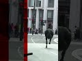 Runaway Horses Race Through London As Several People Hurt Shorts Horses London