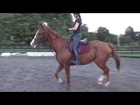 Red - Neck Reining (combined video)