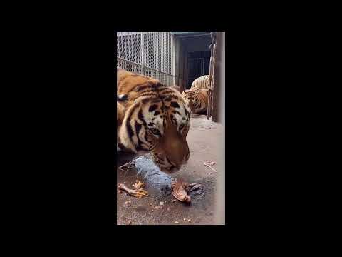 Tiger Roar Sound Effect