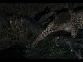 Leopard Vs Crocodile Leopard Owns Crocodile