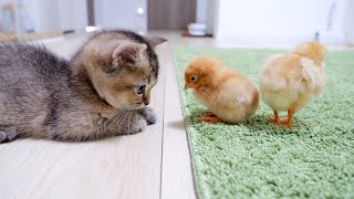 [問卦] 幼貓不會吃小雞嗎