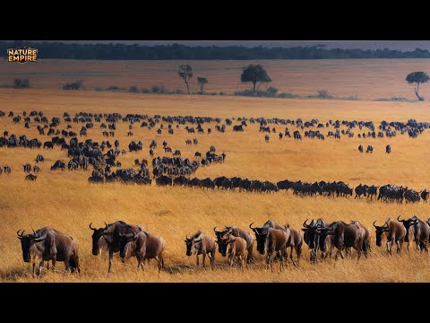 MIGRAÇÕES ÉPICAS | A Odisseia Selvagem das Jornadas Mais Impressionantes – Documentário Animal