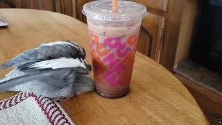 Cockatiel Tries to Bathe Using Condensation From an Iced Coffee