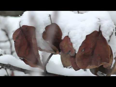 P1360543MOV / leaves covered  by snow