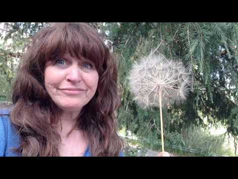 Soffione LargeDandelion withArtistKellyBorsheim 2022 05 26