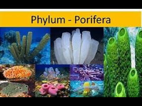 Sponges Simplified | Phylum Porifera | GradZoo Academy (Lecture 1)