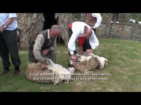 La trashumancia en Neila - Burgos