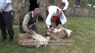 La trashumancia en Neila - Burgos
