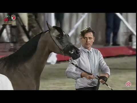 N 91 JS DIAMANTE   Emirates Arabian Horse Breeders Championship 2021   Fillies 2 Years Old Class 2A
