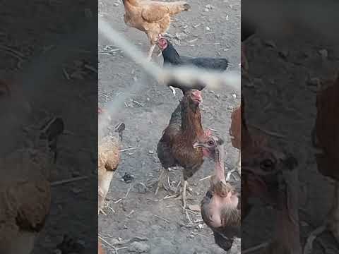 Veja como é lindo o sol indo embora, são José de Caiana PB.