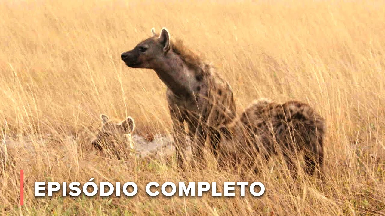 Guerra dos gnus: A caçada épica do clã das hienas | Caçadores da África 106