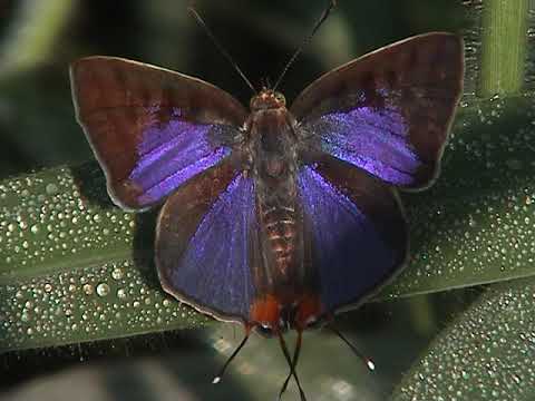 Spindasis lohita opening wings