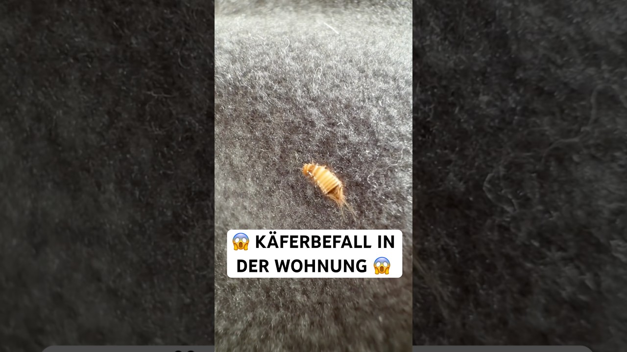 Käferbefall erkennen, Käfer bestimmen und richtig bekämpfen. So geht’s mit Silberkraft! 🐞
