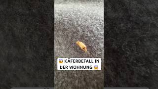 Käferbefall erkennen, Käfer bestimmen und richtig bekämpfen. So geht’s mit Silberkraft! 🐞