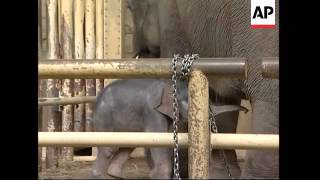 New baby elephant unveiled at Berlin Zoo