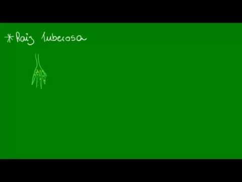 Raízes estranguladoras e tuberosas - Botânica - Biologia