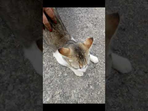 Me & My Boma Rani (Sissy) || Pawtime Everytime || Bids Nirvana