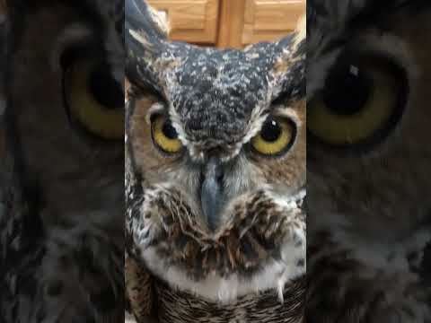The classic call of the #greathornedowl. 🦉 One of the most recognizable owl vocalizations.
