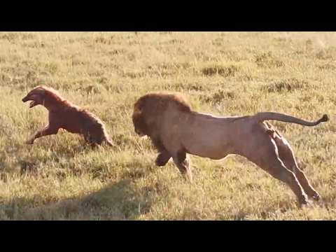 Male lion attacks over 20 hyenas