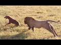 Male Lion Attacks Over 20 Hyenas