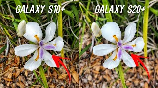 Samsung Galaxy S20+ vs Samsung Galaxy S10+ Camera Comparison Test: Upgrade?