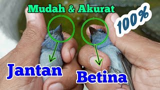 Download lagu CARA MEMBEDAKAN SELENDANG BIRU JANTAN DAN BETINA DENGAN MUDAH DAN AKURAT mp3